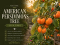 American Persimmon Seedling – Diospyros virginiana Fruit Tree for Edible Gardens & Wildlife Habitats