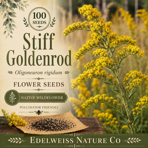 100 Stiff Goldenrod Seeds – Native Prairie Perennial Wildflower – Bright Yellow Blooms – Oligoneuron rigidum Pollinator Plant