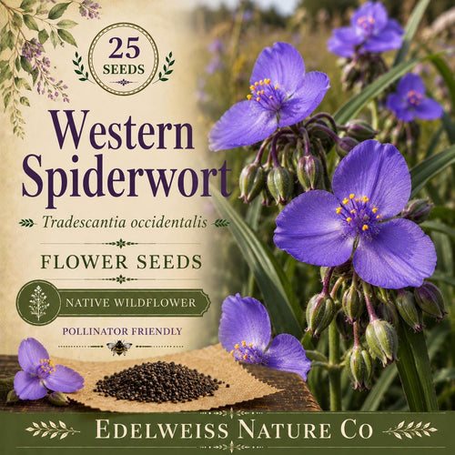 25 Western Spiderwort Seeds – Tradescantia occidentalis Native Wildflower for Pollinator Gardens & Prairie Landscaping