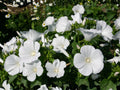 Dwarf White Rose Mallow Seeds – Lavatera trimestris, Cottage Garden Flowers, Pollinator-Friendly Annual Plant
