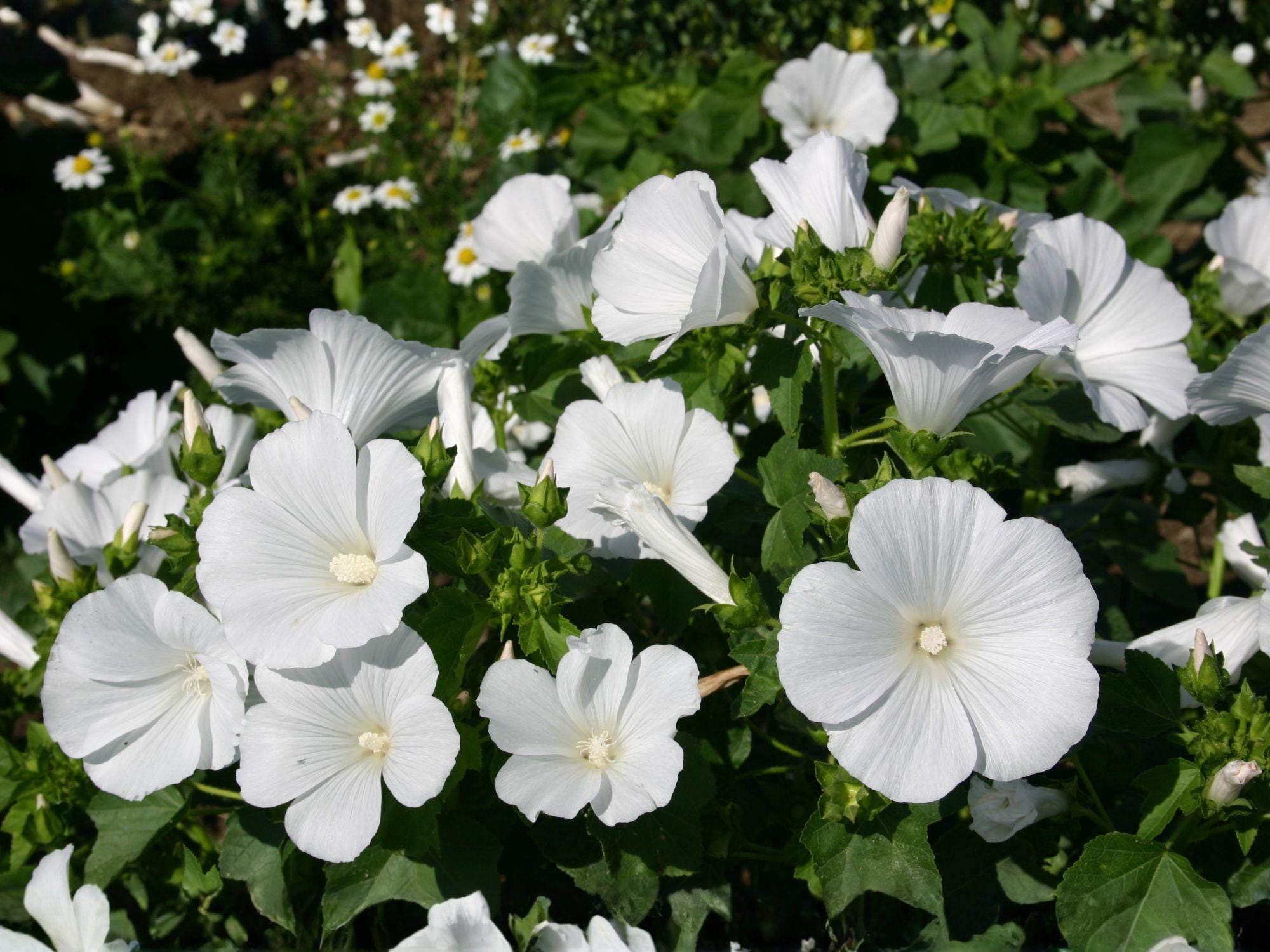 Dwarf White Rose Mallow Seeds – Lavatera trimestris, Cottage Garden Flowers, Pollinator-Friendly Annual Plant
