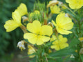 Evening Primrose Seeds – Oenothera lamarckiana Wildflower for Pollinator Gardens & Cottage Landscapes