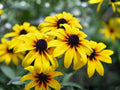 Black-Eyed Susan Seeds – Rudbeckia hirta Wildflower for Pollinator Gardens, Prairie & Cottage Landscaping