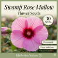 Swamp Rose Mallow Seeds – Crimson Eyed Hibiscus Native Wetland Flower, Perennial Hibiscus moscheutos, 30 Seeds