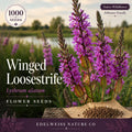 Winged Loosestrife Seeds – 1000 Native Wetland Wildflower Seeds for Pollinator Gardens, Lythrum alatum, Pink to Lavender, Moist Soil