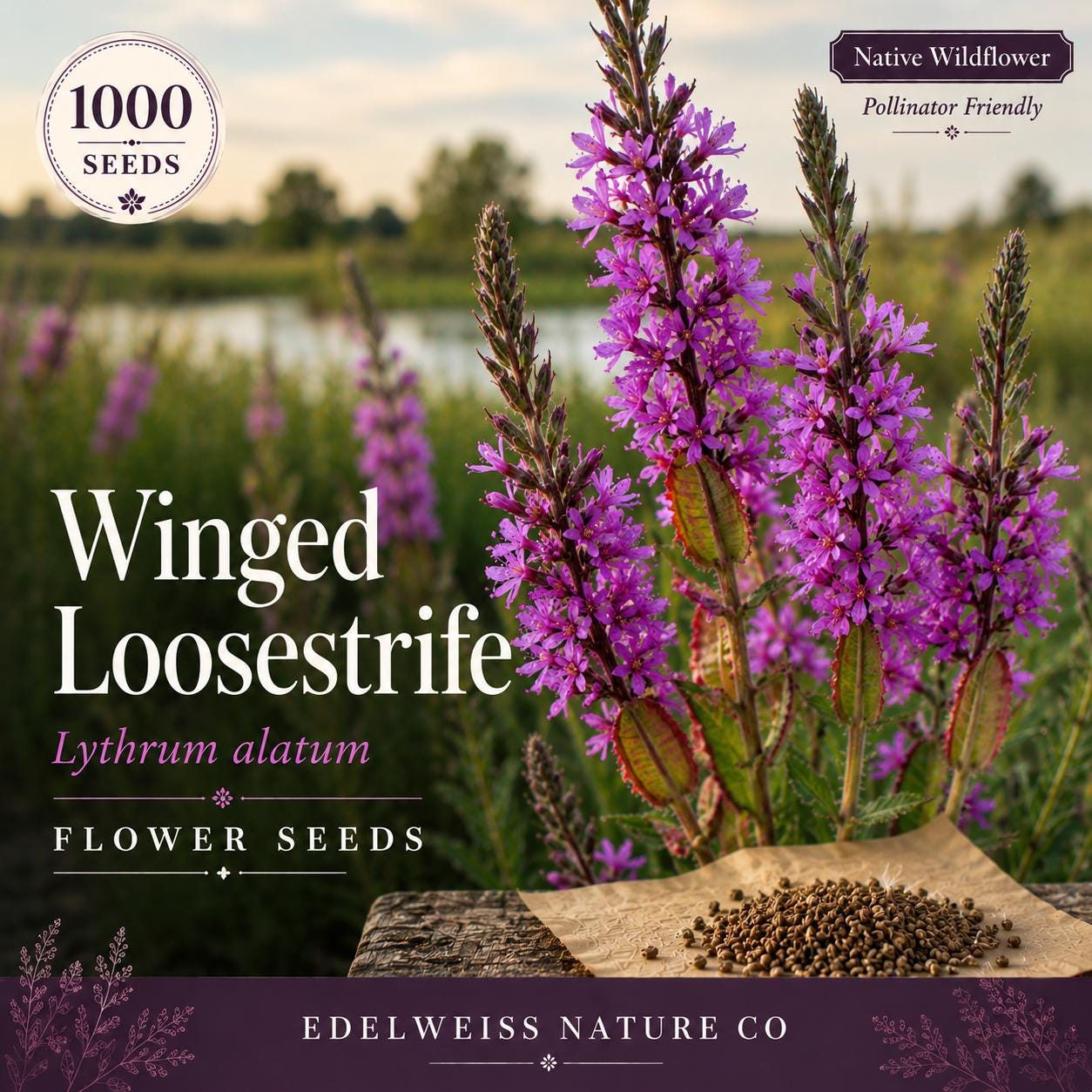 Winged Loosestrife Seeds – 1000 Native Wetland Wildflower Seeds for Pollinator Gardens, Lythrum alatum, Pink to Lavender, Moist Soil