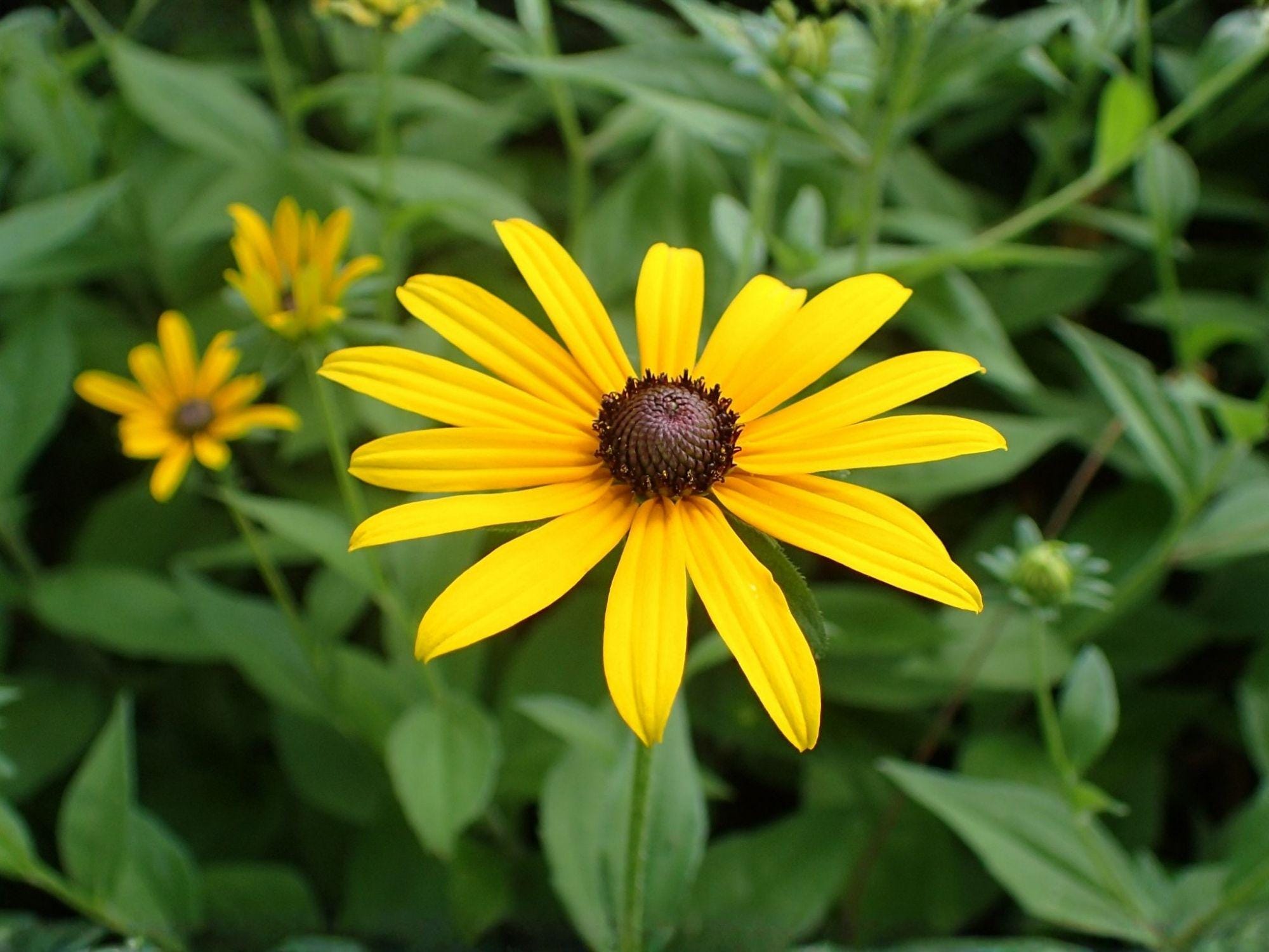 Black Eyed Susan Seeds – Heirloom Non-GMO Wildflower Seeds for Garden, Pollinator, and Meadow Planting – Rudbeckia hirta