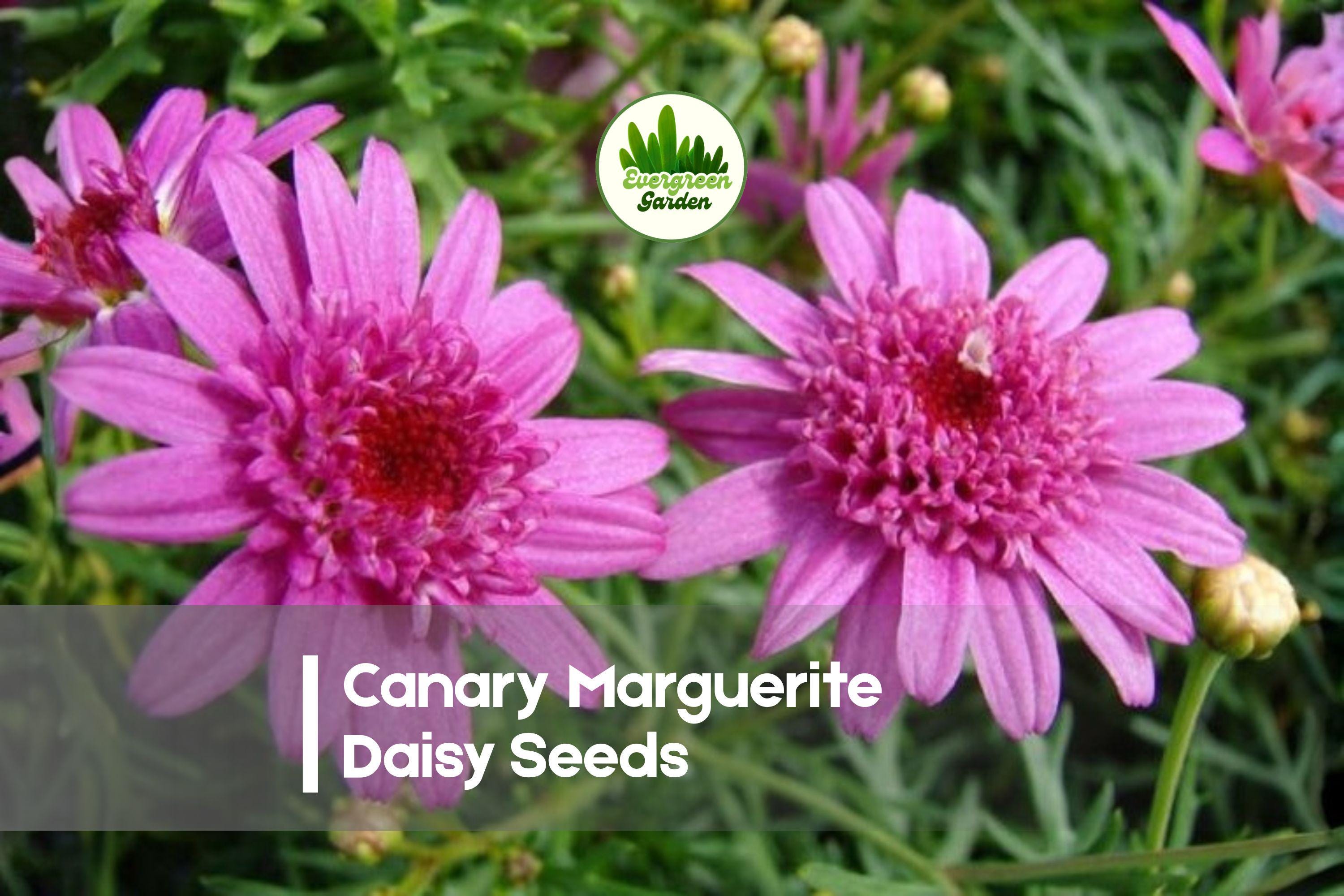 200 Canary Marguerite Daisy Seeds, Argyranthemum frutescens, Soft Yellow Blooms, Bushy, Mounding, Pollinator-Friendly Garden Plant