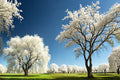White Willow Cutting – Salix alba – Ornamental Silver Foliage Tree for Propagation and Landscaping