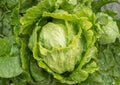 Organic Iceberg Crisphead Lettuce Seeds – Dense Green Heads for Salad, Garden, and Container Planting