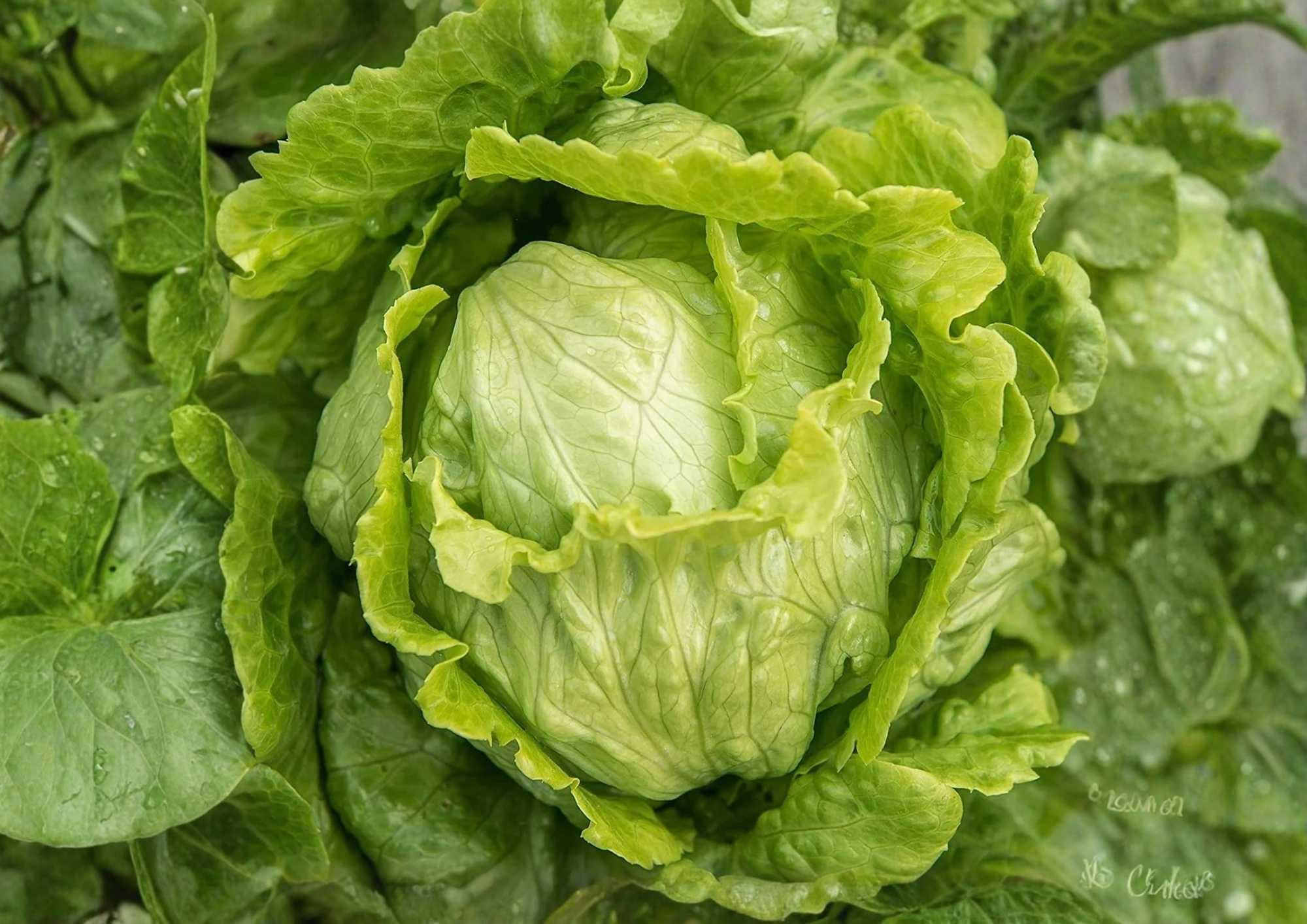 Organic Iceberg Crisphead Lettuce Seeds – Dense Green Heads for Salad, Garden, and Container Planting