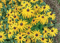 Black Eyed Susan Seeds, Wildflower Seeds for Garden, Bright Golden Yellow Blooms, Butterfly and Pollinator Friendly, Rudbeckia hirta