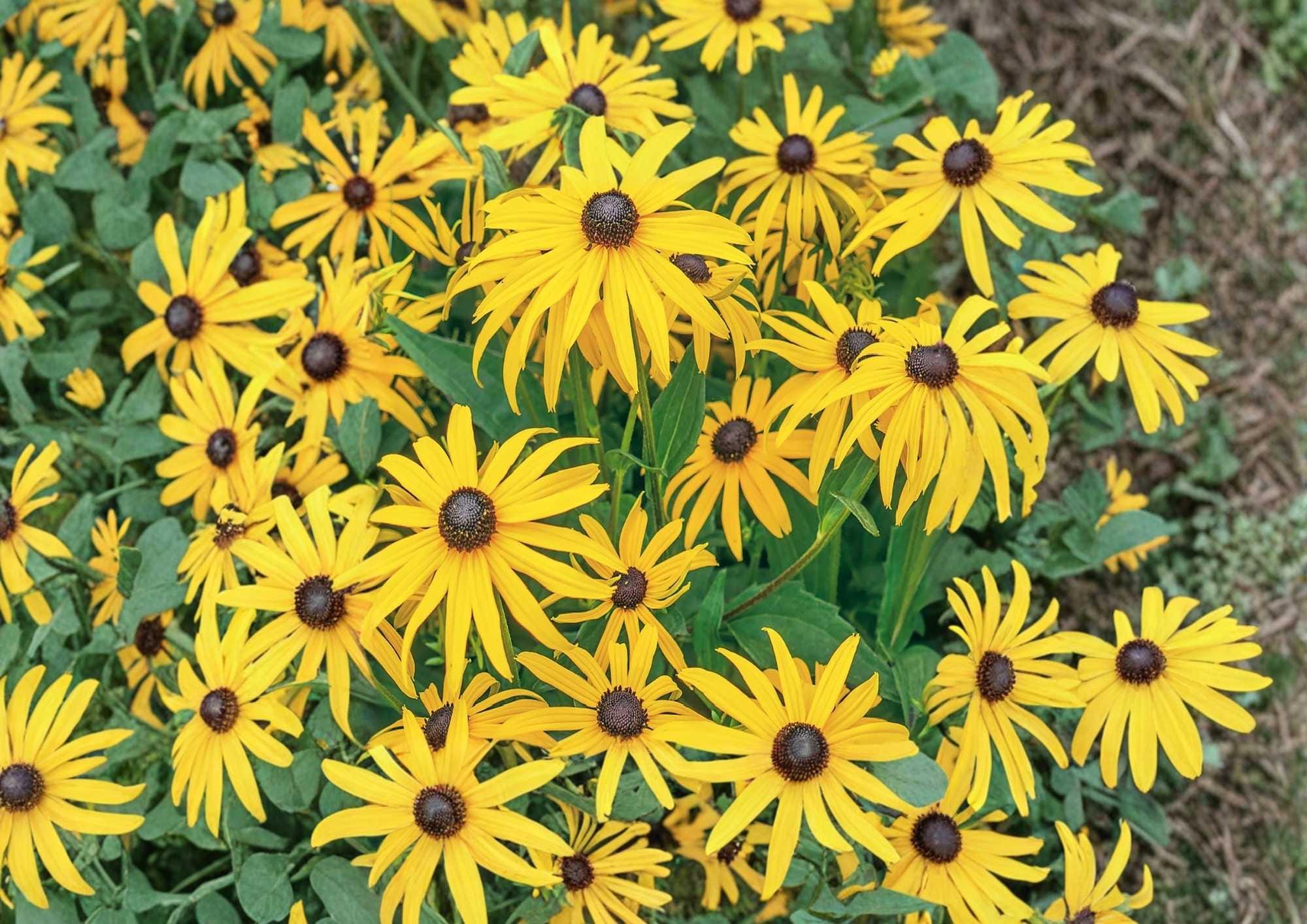 Black Eyed Susan Seeds, Wildflower Seeds for Garden, Bright Golden Yellow Blooms, Butterfly and Pollinator Friendly, Rudbeckia hirta