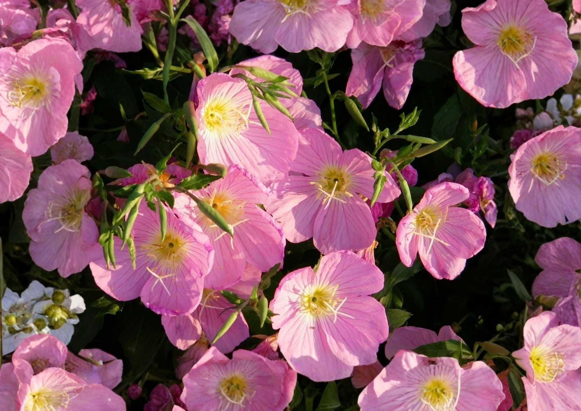 Pink Evening Primrose Seeds, 500+ Flower Seeds for Garden, Soft Pink Blooms, Fragrant, Pollinator-Attracting, Drought Tolerant, Oenothera speciosa