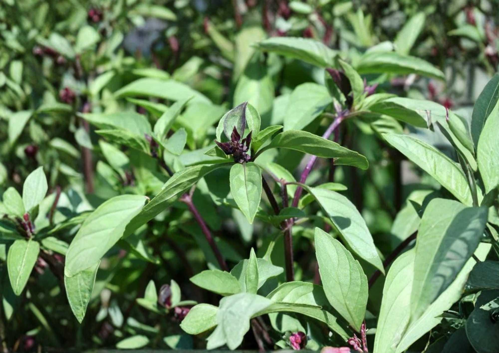 600+ Cinnamon Basil Seeds – Heirloom Herb Seeds for Culinary, Tea, Pollinator Gardens, Aromatic Green Leaves, Scientific Name Ocimum basilicum