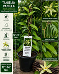 Tahitian Vanilla Live Vine 12–24 Inches, Vanilla tahitensis, Fragrant Orchid Climber for Containers & Gardens