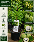 Live Sugar Apple Fruit Tree – 12–24 Inch Annona squamosa Tropical Fruit Tree for Garden or Container Cultivation