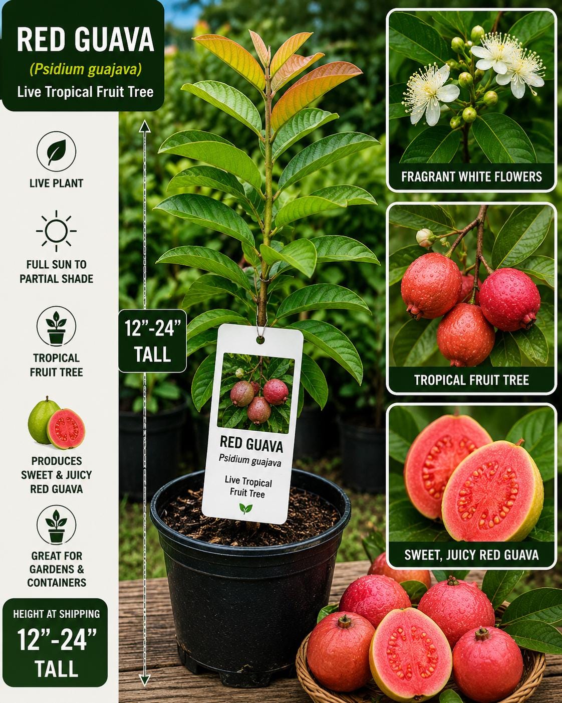 Red Guava Live Fruit Tree – 12-24 Inch Starter Plant – Psidium guajava Tropical Fruit Tree for Garden or Container