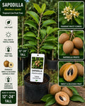 Live Sapodilla Fruit Tree – 12–24 Inch Starter Plant – Manilkara zapota Tropical Evergreen for Backyard, Patio, Container Cultivation