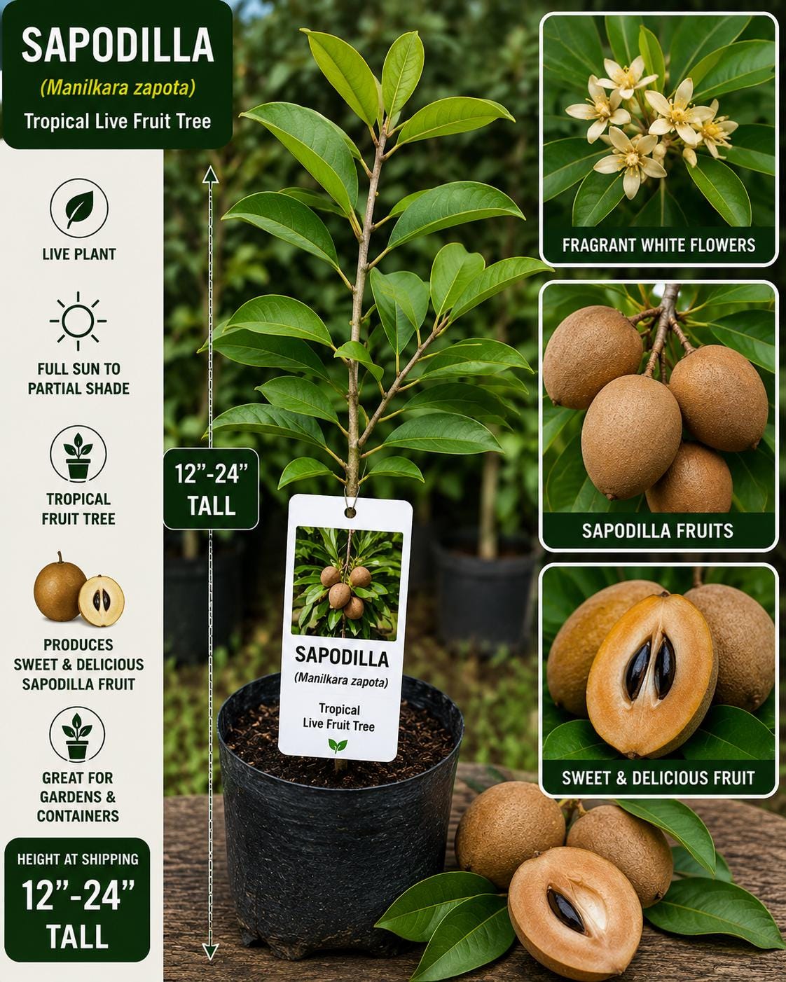 Live Sapodilla Fruit Tree – 12–24 Inch Starter Plant – Manilkara zapota Tropical Evergreen for Backyard, Patio, Container Cultivation