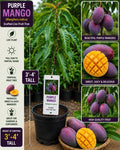 Purple Mango Live Fruit Tree – 3–4 Feet Tall – Mangifera indica – Tropical Grafted Mango Tree for Backyard or Container Cultivation