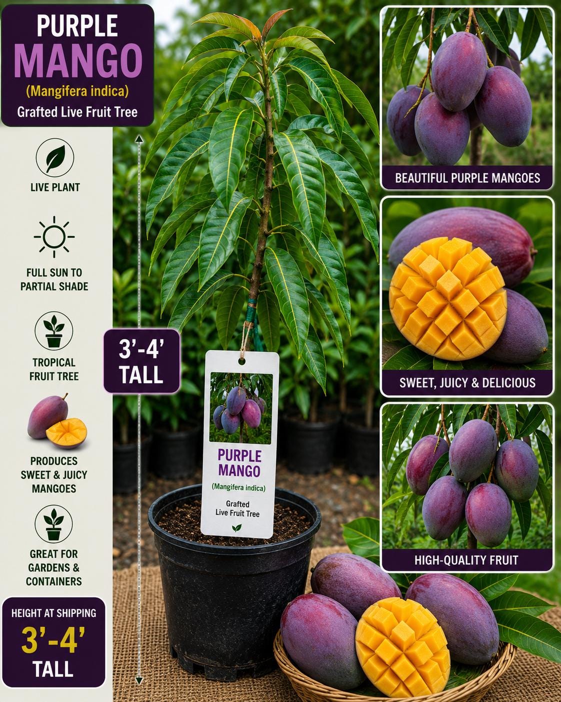 Purple Mango Live Fruit Tree – 3–4 Feet Tall – Mangifera indica – Tropical Grafted Mango Tree for Backyard or Container Cultivation