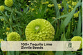 Tequila Lime Zinnia Seeds – 100+ Lime Green Annual Flowers for Borders, Containers & Garden Beds – Zinnia elegans