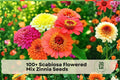100+ Scabiosa Flowered Mix Zinnia Seeds - Annual Zinnia elegans for Borders, Containers, Flower Beds, Mixed Colors, Double Blooms