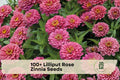 Lilliput Rose Zinnia Seeds, Compact Pompon Blooms, Rose Pink, Zinnia elegans, Annual Flower Seeds for Borders & Containers