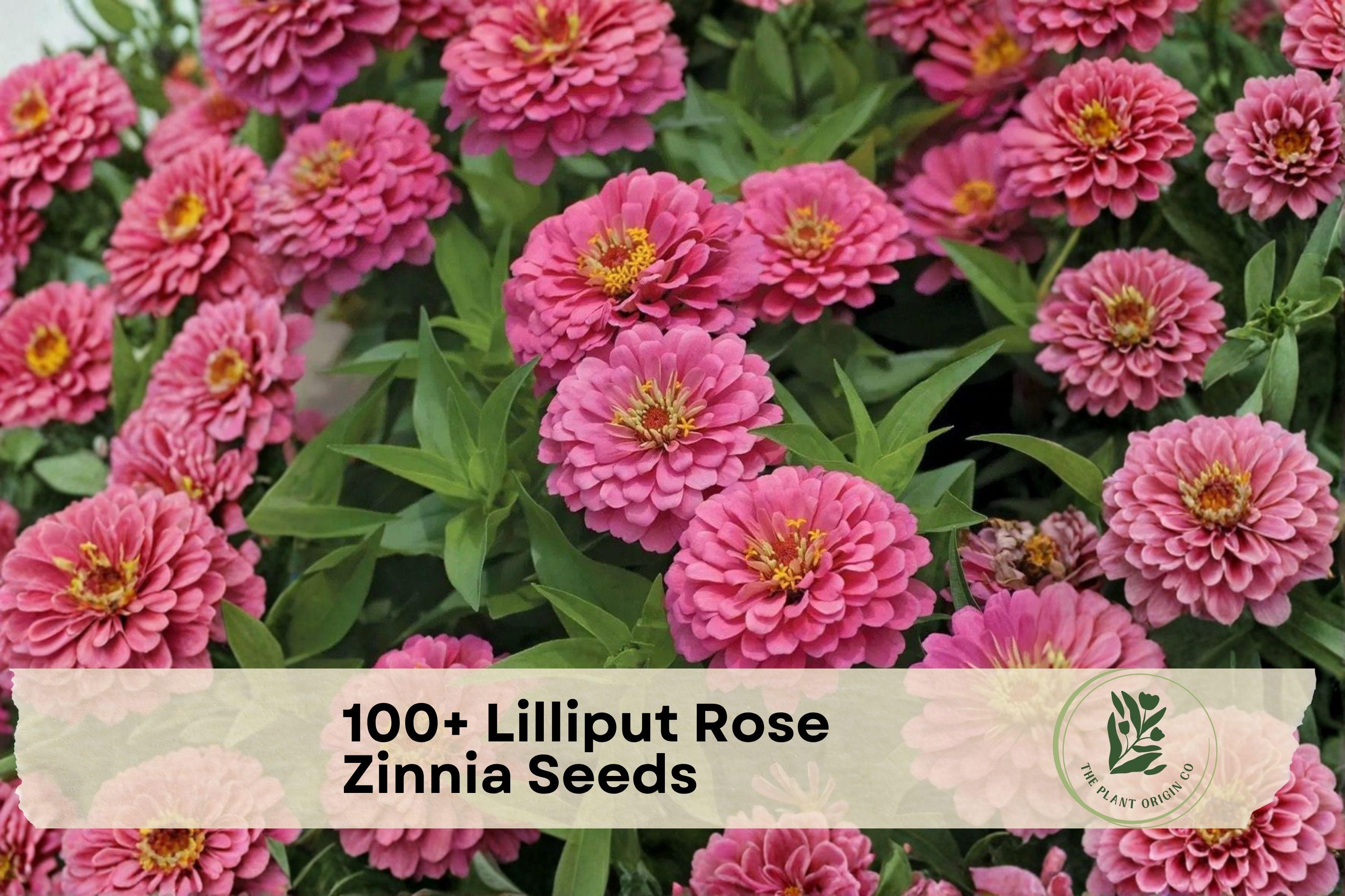 Lilliput Rose Zinnia Seeds, Compact Pompon Blooms, Rose Pink, Zinnia elegans, Annual Flower Seeds for Borders & Containers