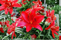 Lucifer Canna Lily Bulbs – Canna indica, Red Tropical Flower, Garden Bed & Border Plant, Summer Blooming Rhizomes
