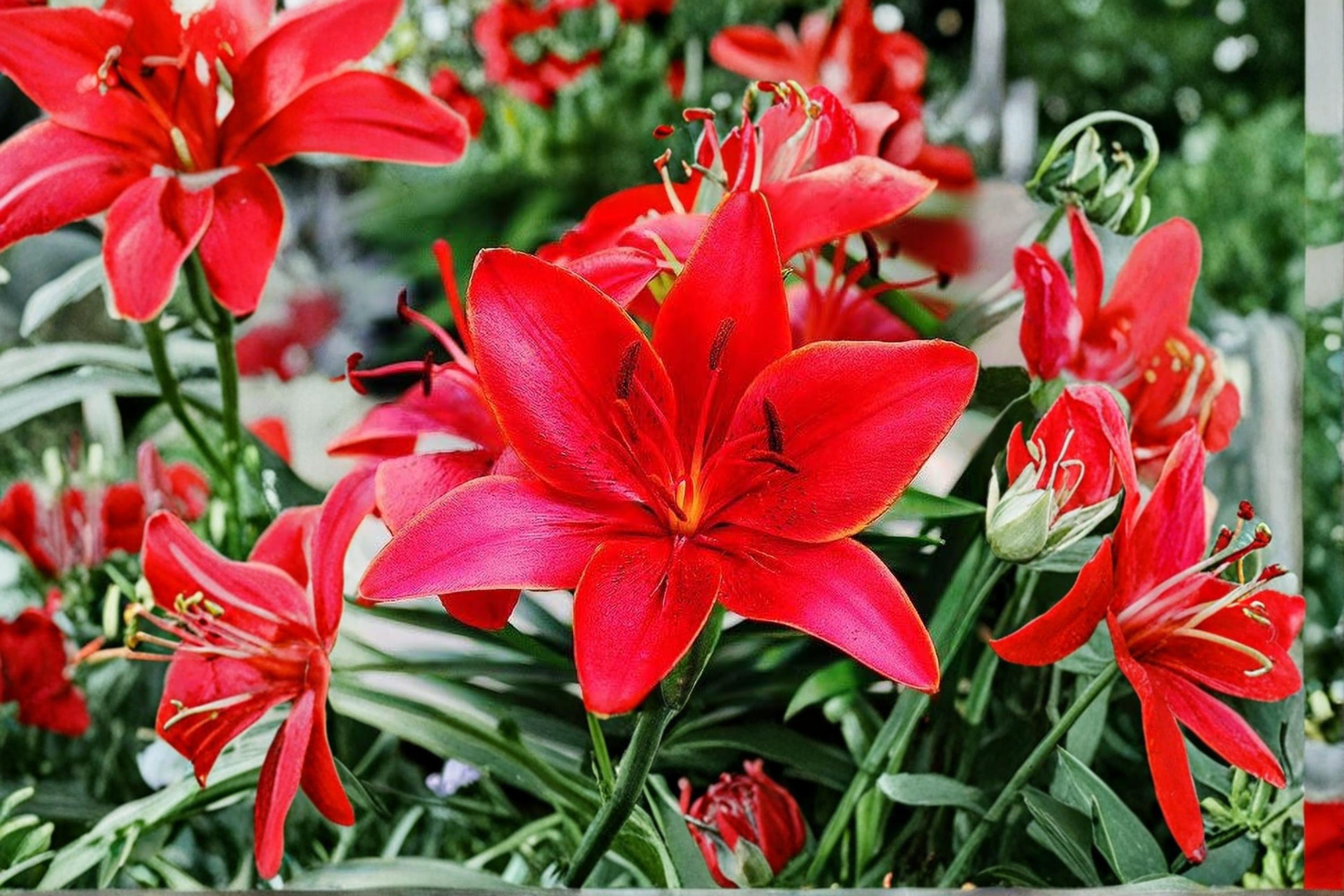 Lucifer Canna Lily Bulbs – Canna indica, Red Tropical Flower, Garden Bed & Border Plant, Summer Blooming Rhizomes