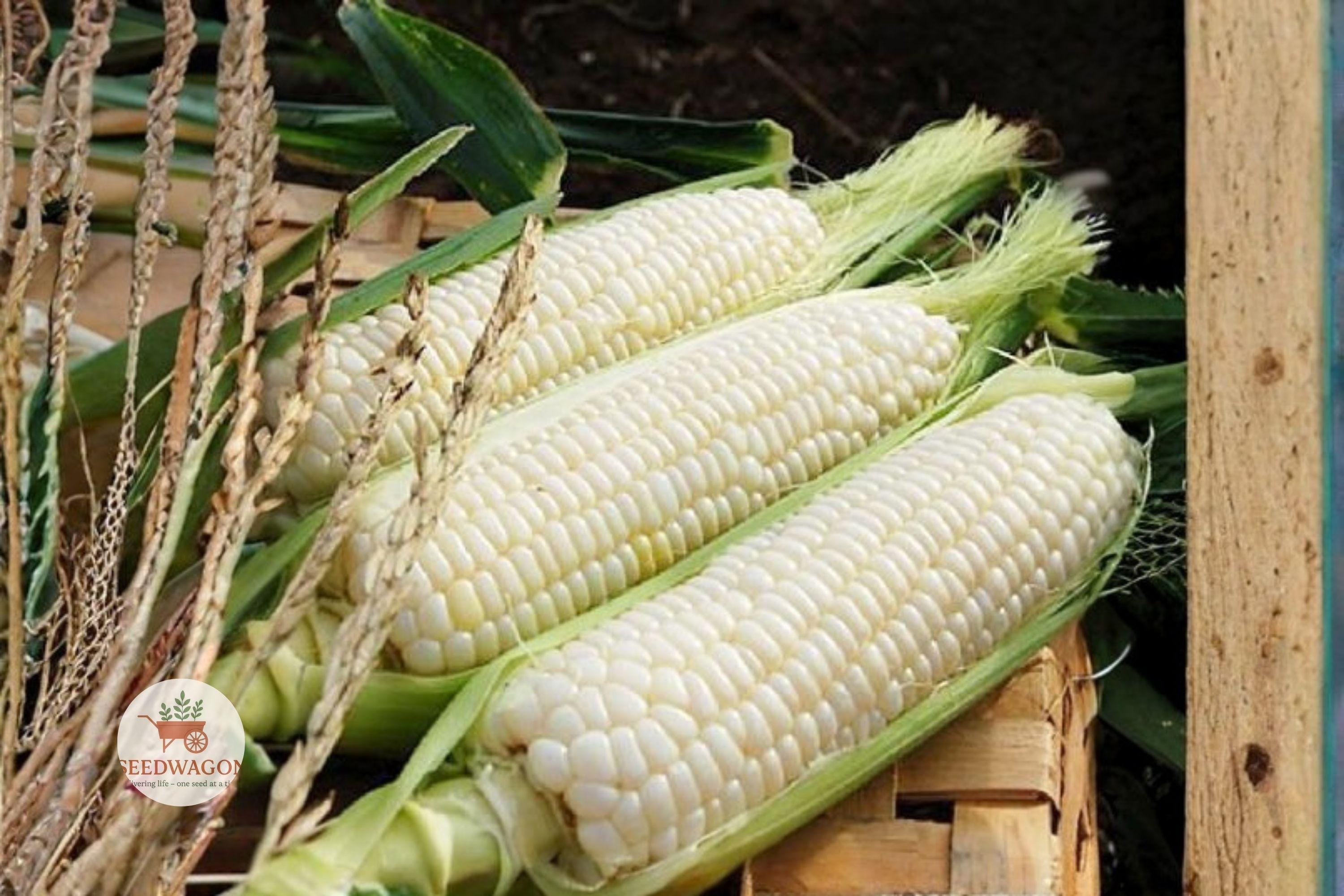 Stowell's Evergreen White Corn Seeds – Heirloom Non-GMO Zea mays, Sweet Corn for Garden, 20+ Seeds