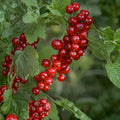Red Currant Live Plants – Ribes rubrum, Edible Fruit Shrub, 2 Starter Plants for Garden or Landscape