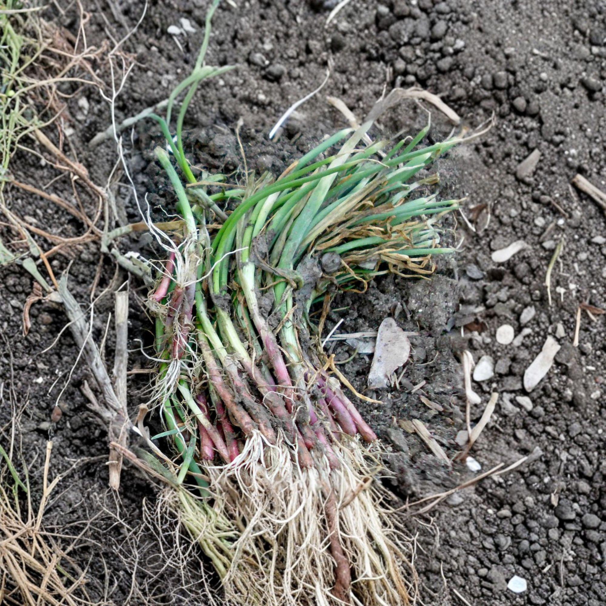 Candy Sweet Onion Starter Plants – Allium cepa, 30 Live Bulbs for Home Garden, Mild Flavor, Large Bulb, Full Sun, Well-Drained Soil