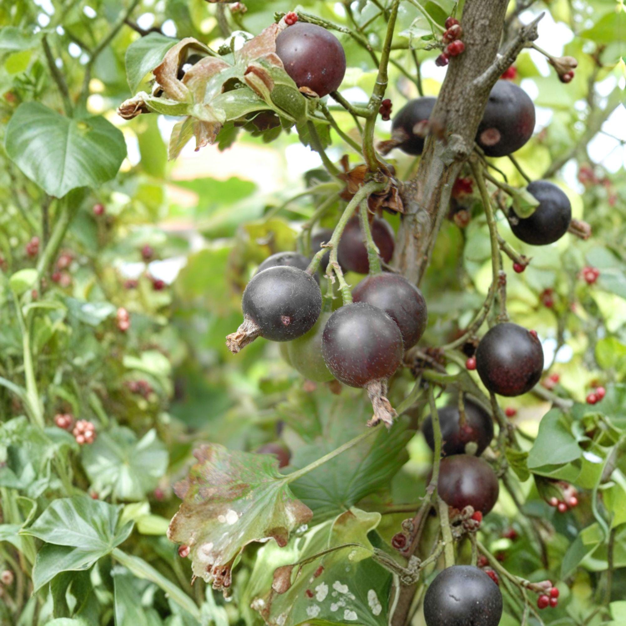 Jostaberry Unrooted Cuttings – Ribes × nidigrolaria Hybrid Fruit Shrub for Propagation, Dark Berries, Perennial, Full Sun to Partial Shade