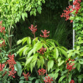 Red Buckeye Live Plant Bare Root – Aesculus pavia, Deciduous Shrub or Small Tree, Red Flowers, 16+ Inches