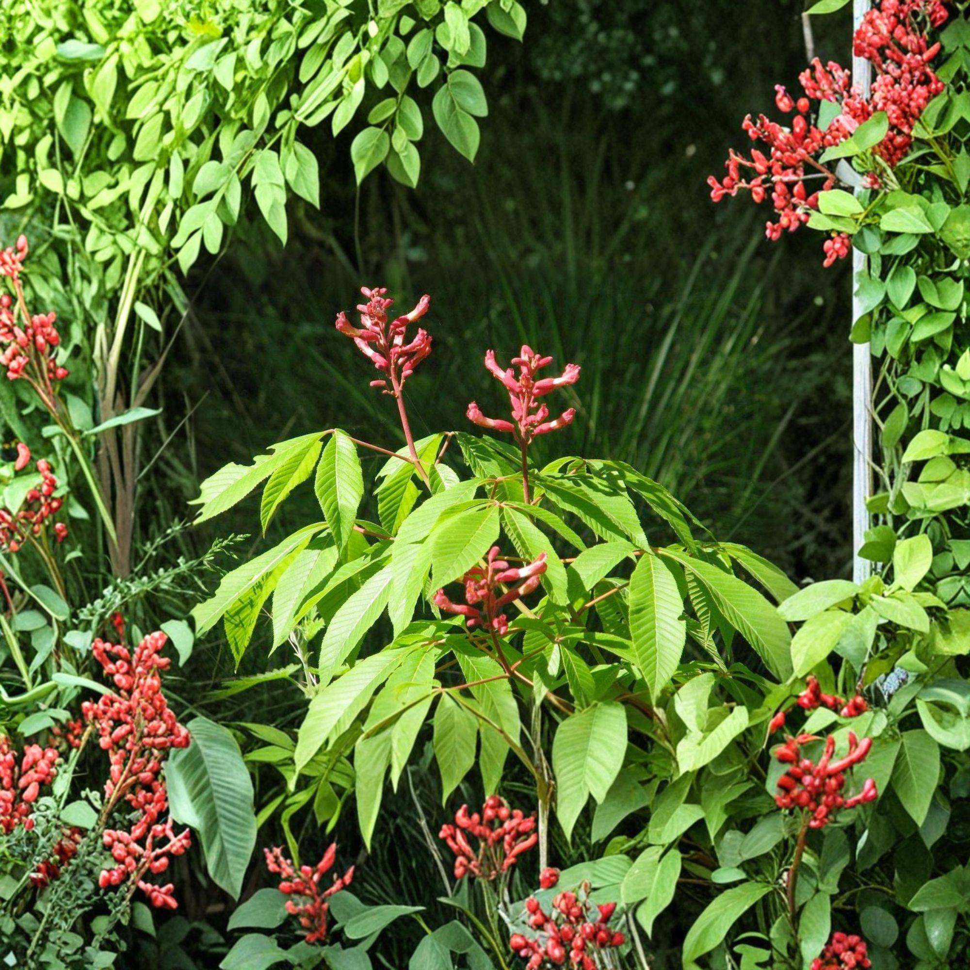 Red Buckeye Live Plant Bare Root – Aesculus pavia, Deciduous Shrub or Small Tree, Red Flowers, 16+ Inches