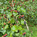 Red Mulberry Cuttings 12 Unrooted Morus rubra Fruit Tree for Propagation, Edible Landscape
