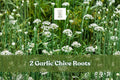 2 Garlic Chive Roots | Live Bare Root Allium Herb Starter for Culinary & Pollinator Gardens | Allium tuberosum