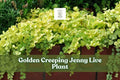 Golden Creeping Jenny Live Plant | Lysimachia Nummularia Aurea Groundcover Starter Plug for Borders, Containers, Hanging Baskets