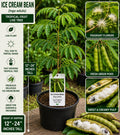 Ice Cream Bean Live Fruit Tree – Inga edulis – Tropical Edible Tree with Green Foliage & Seed Pods