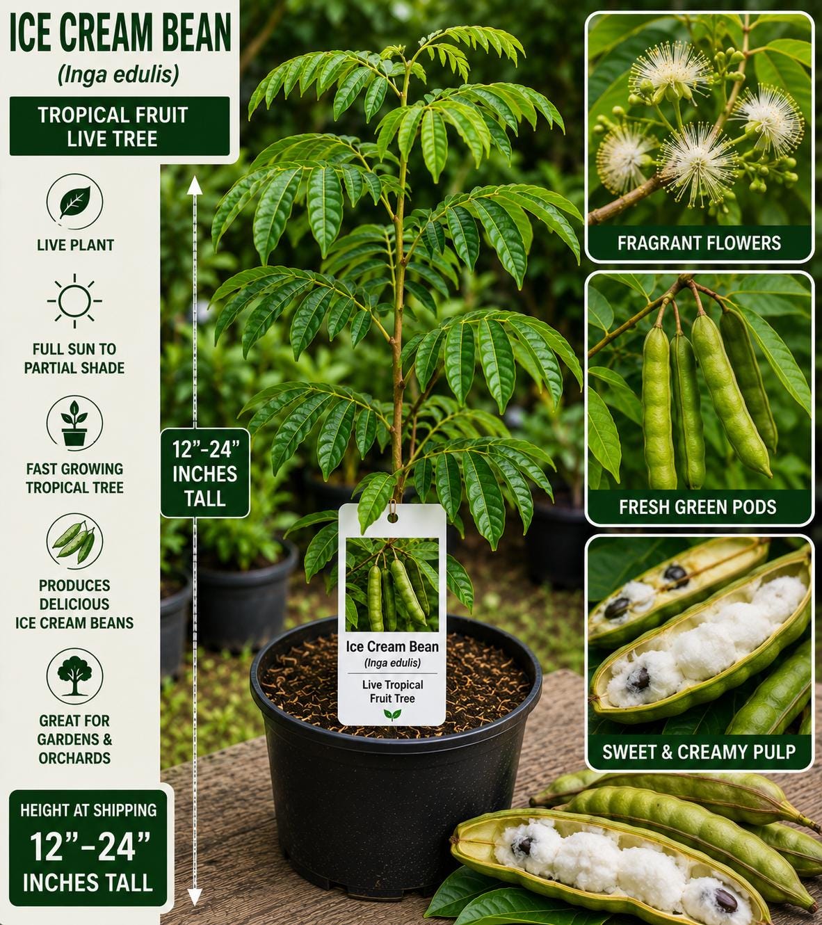 Ice Cream Bean Live Fruit Tree – Inga edulis – Tropical Edible Tree with Green Foliage & Seed Pods