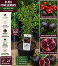 Black Pomegranate Live Fruit Tree – Punica granatum – 12–24 Inches Tall, Edible Fruit, Deciduous, Backyard Orchard, Edible Landscape