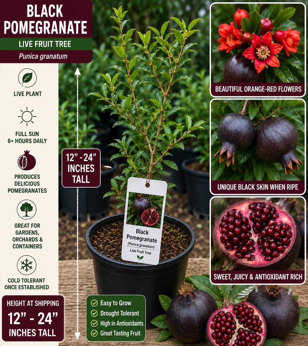 Black Pomegranate Live Fruit Tree – Punica granatum – 12–24 Inches Tall, Edible Fruit, Deciduous, Backyard Orchard, Edible Landscape