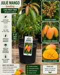Julie Mango Seedling – 1-2 Feet Tall – Mangifera indica Tropical Fruit Tree for Backyard Orchards and Edible Landscapes