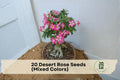 Desert Rose Seeds, Adenium obesum, Mixed Colors, Succulent, Bonsai & Ornamental Plant, Easy to Grow