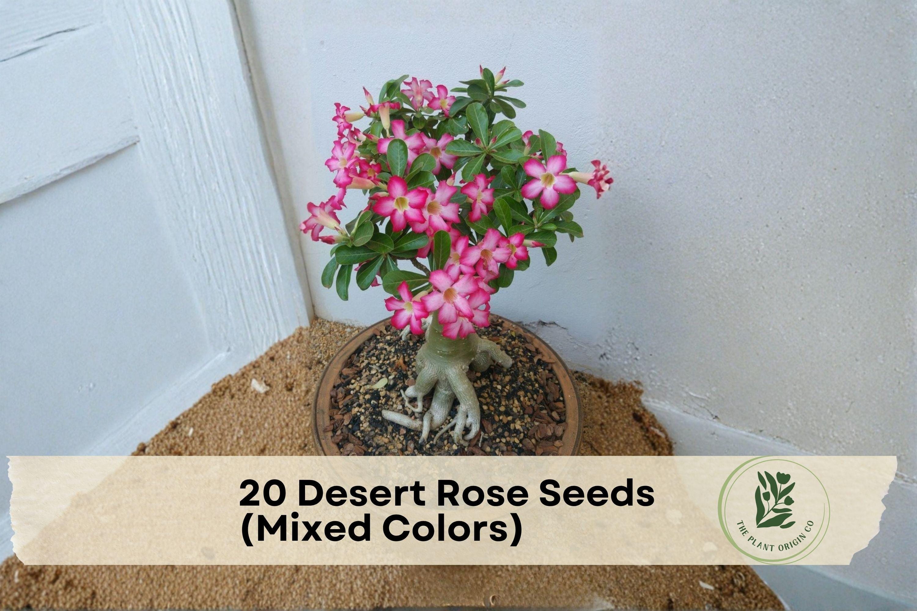 Desert Rose Seeds, Adenium obesum, Mixed Colors, Succulent, Bonsai & Ornamental Plant, Easy to Grow