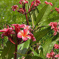Pink Plumeria Cutting | Double Head Unrooted Tropical Frangipani Plant | Plumeria rubra
