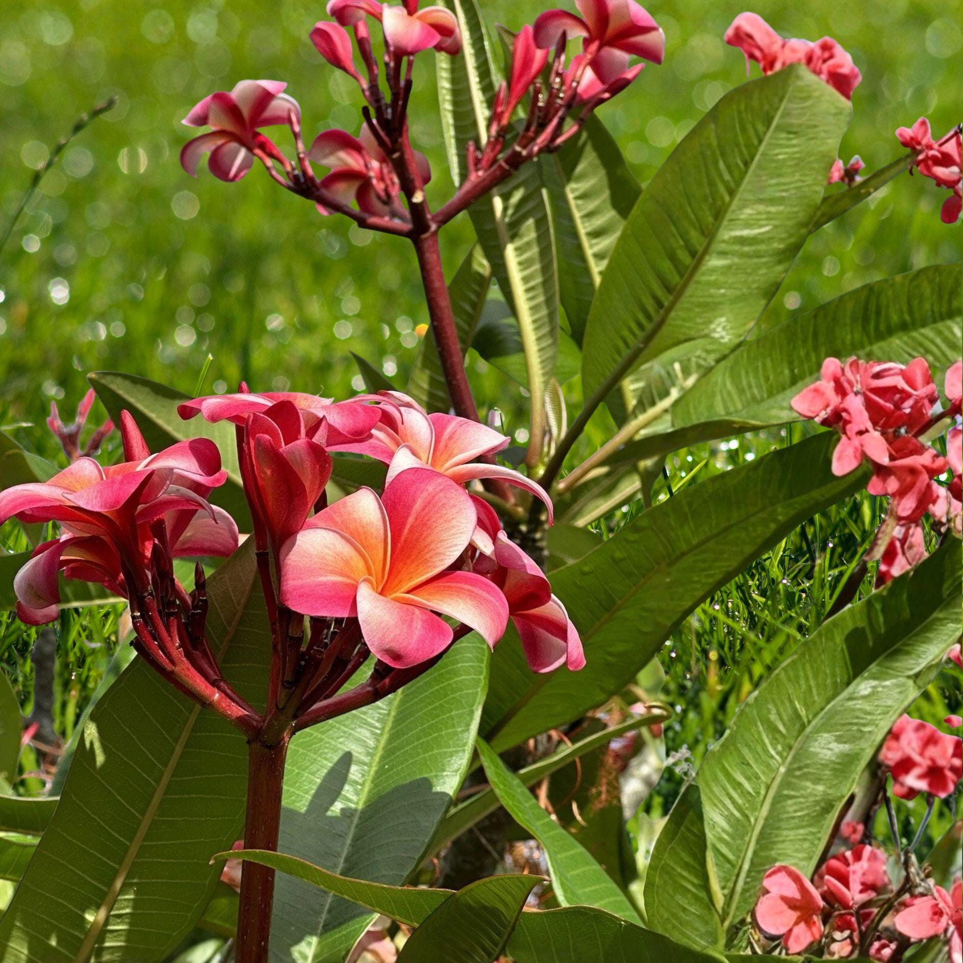 Pink Plumeria Cutting | Double Head Unrooted Tropical Frangipani Plant | Plumeria rubra